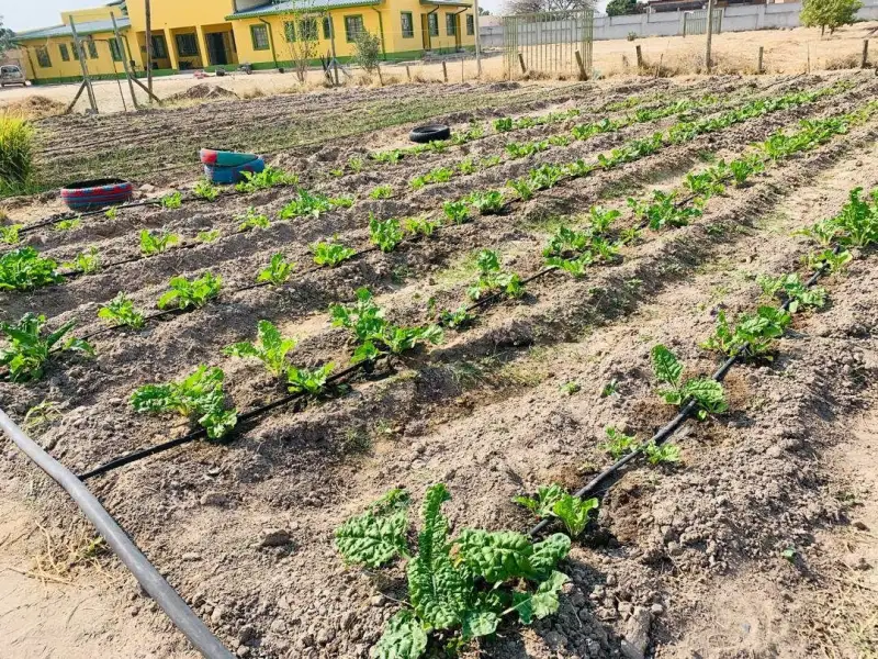 The vegetable garden at Oshikuku