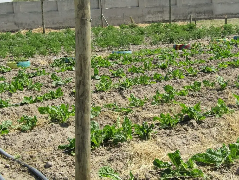 Spinach growing in the Oshikuku garden