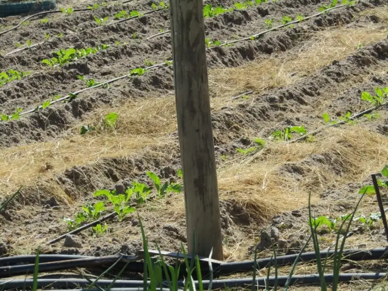 A youth seminar, visitors and a reviving garden: news from Namibia, June 2025
