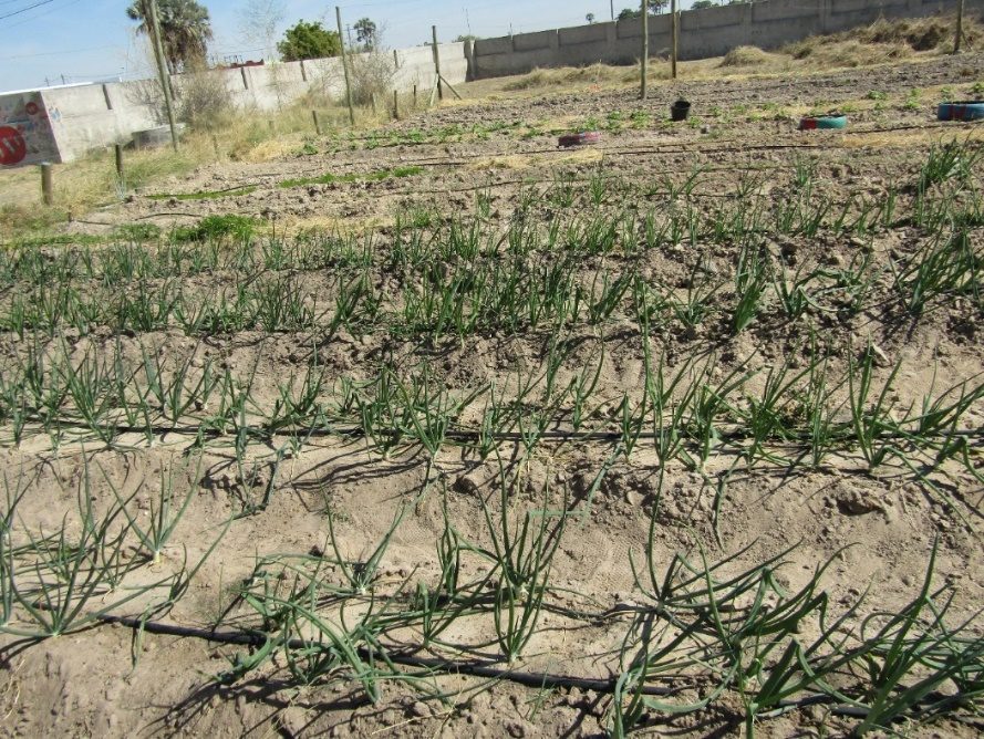 Onions growing in rows at Oshikuku