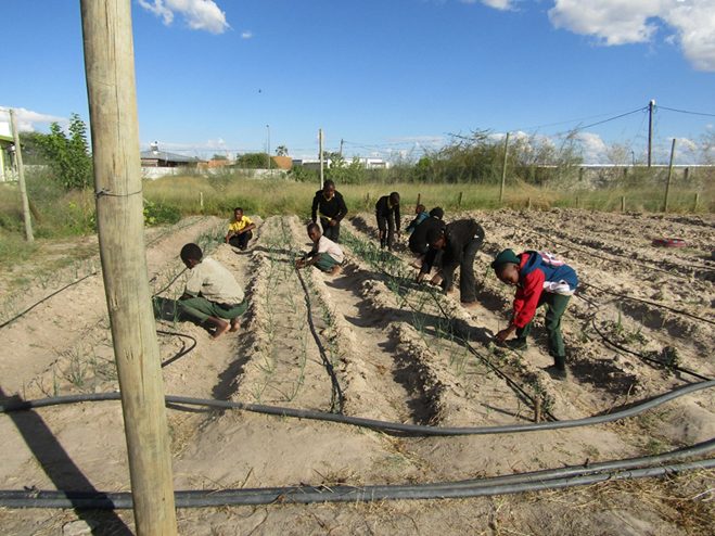 The Oshikuku garden being prepared for planting